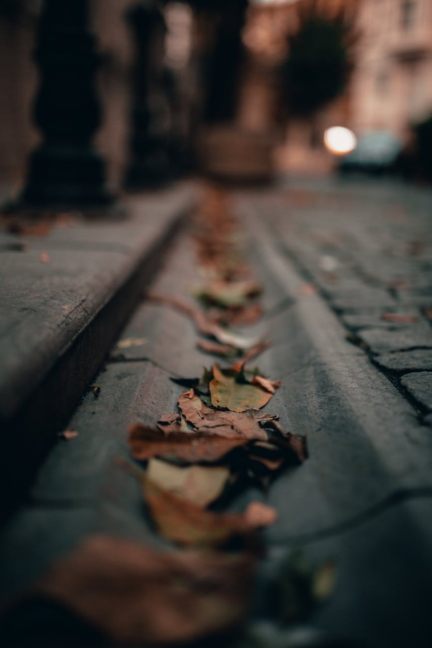 fallen autumn leaves on pavement in city